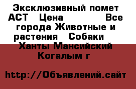 Эксклюзивный помет АСТ › Цена ­ 30 000 - Все города Животные и растения » Собаки   . Ханты-Мансийский,Когалым г.